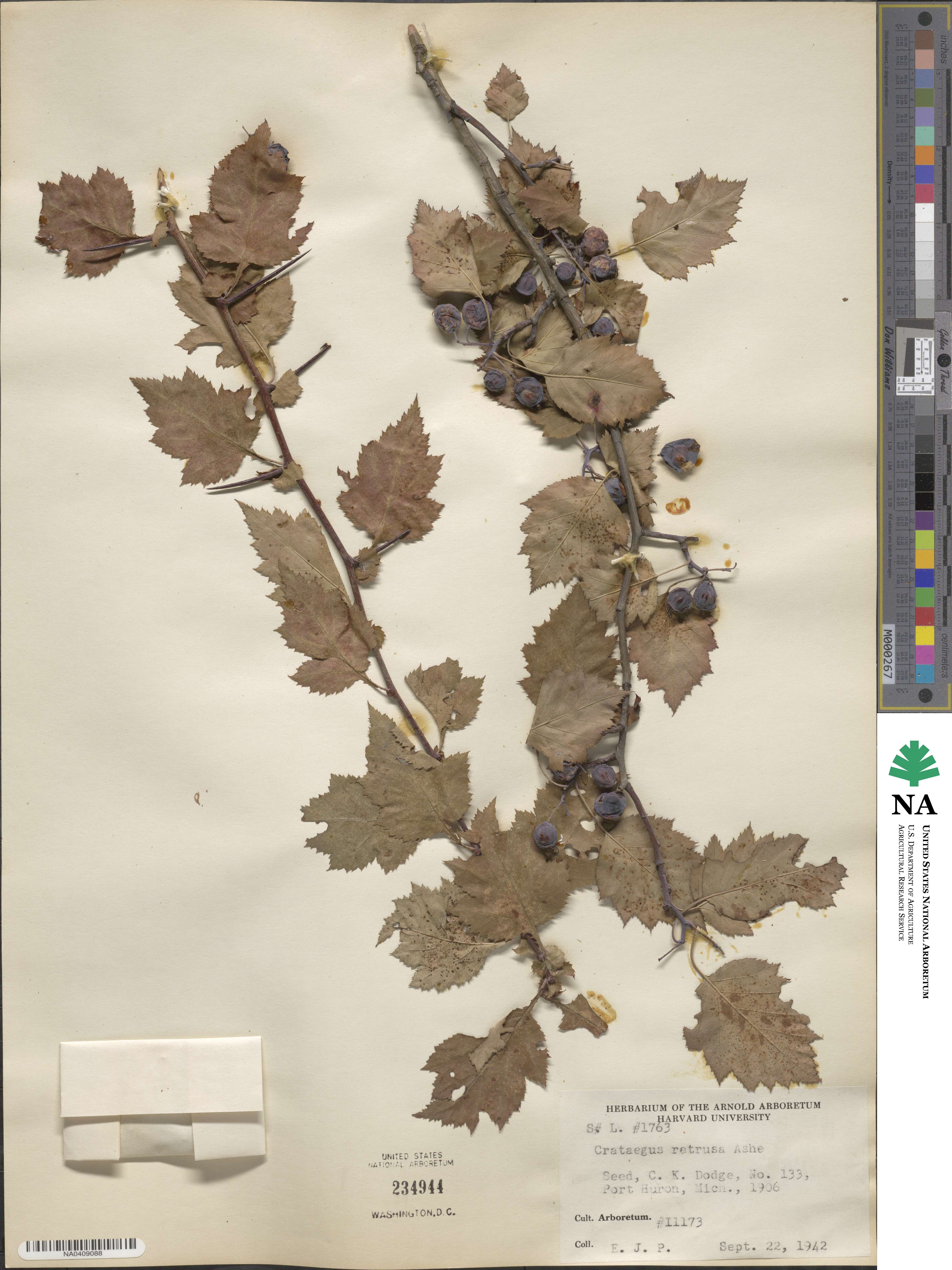 Crataegus retrusa image