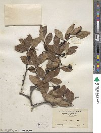 Crataegus rivularis image