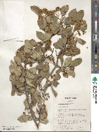 Crataegus rivularis image