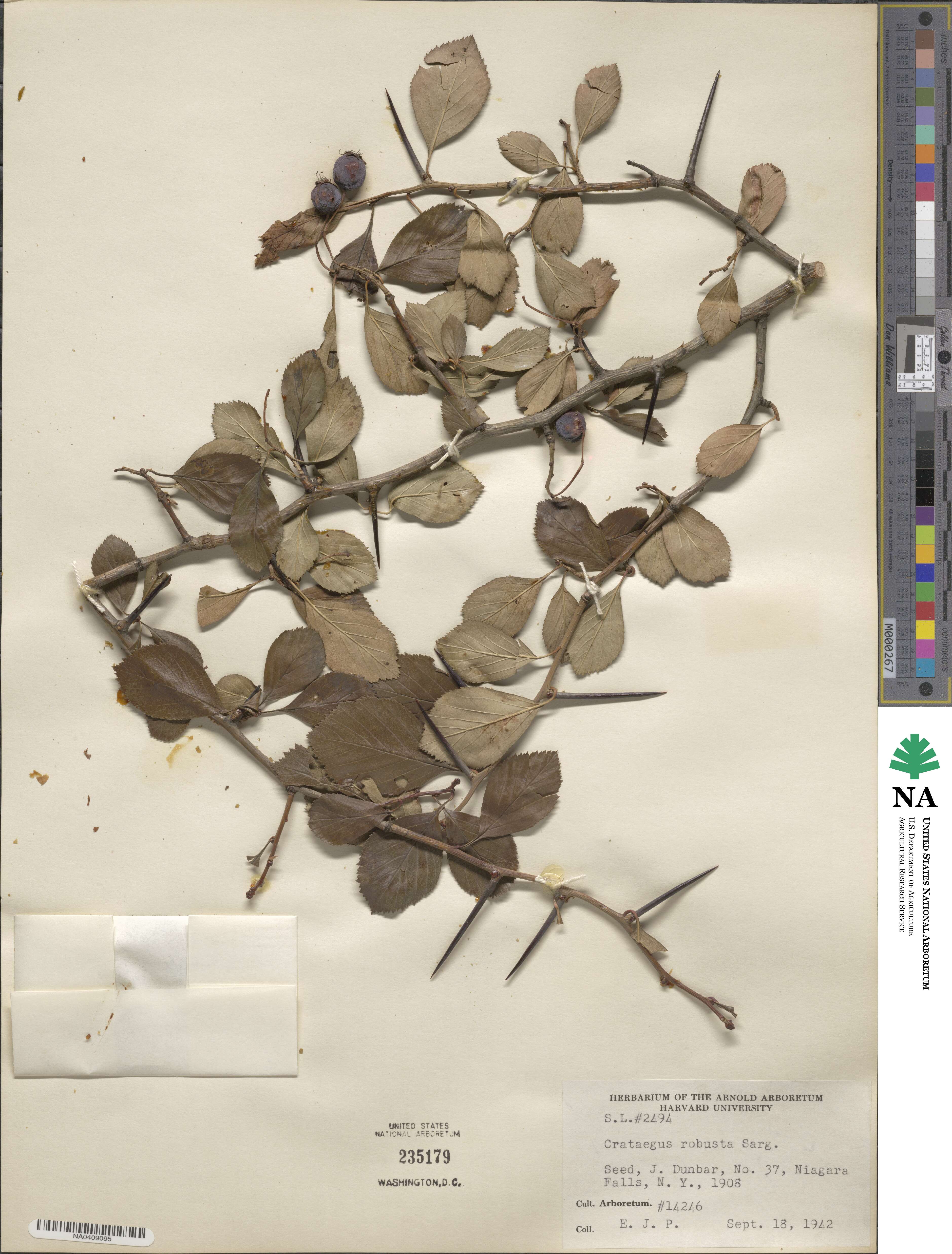Crataegus robusta image
