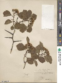 Crataegus rotundifolia image