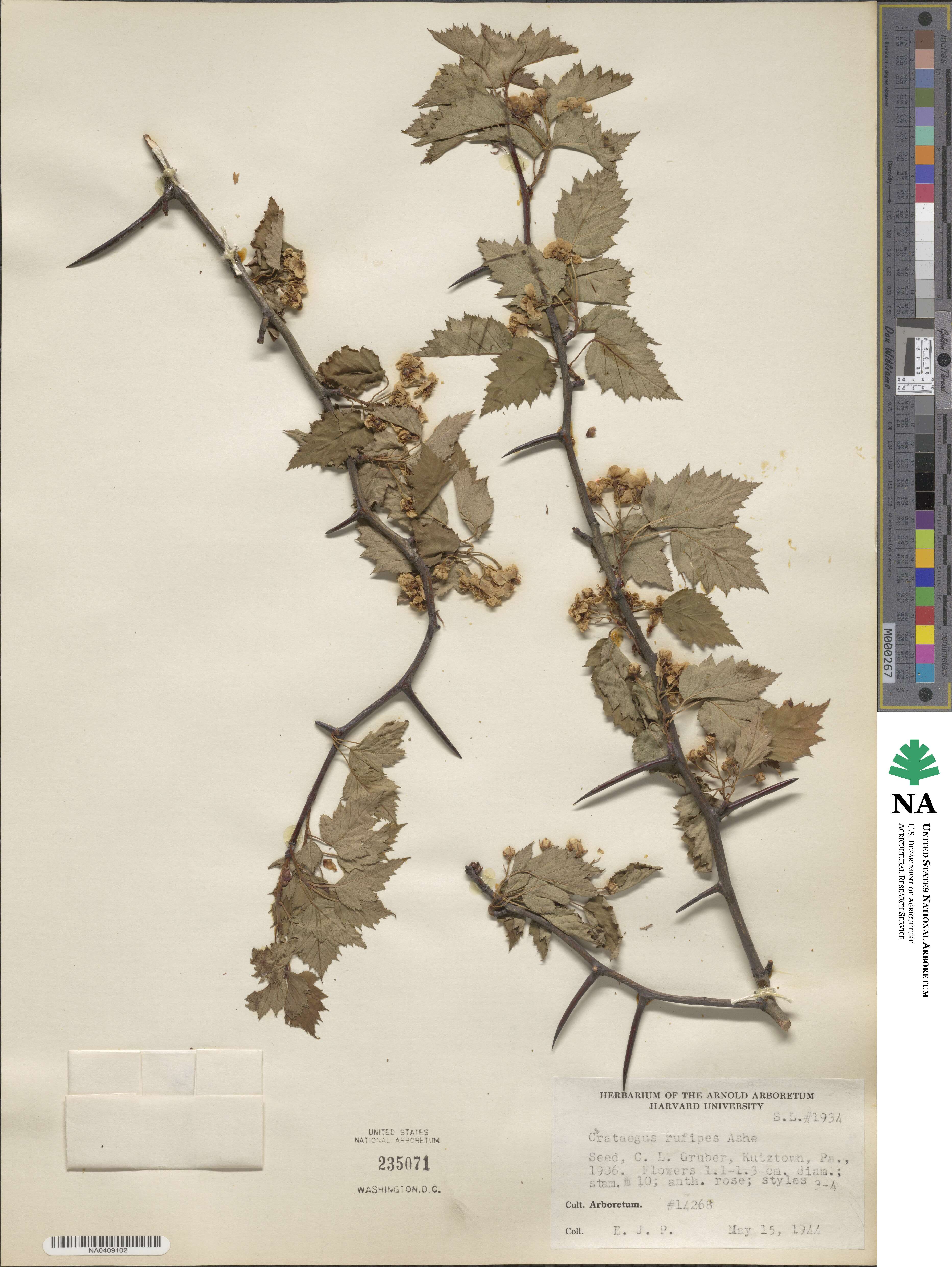 Crataegus rufipes image