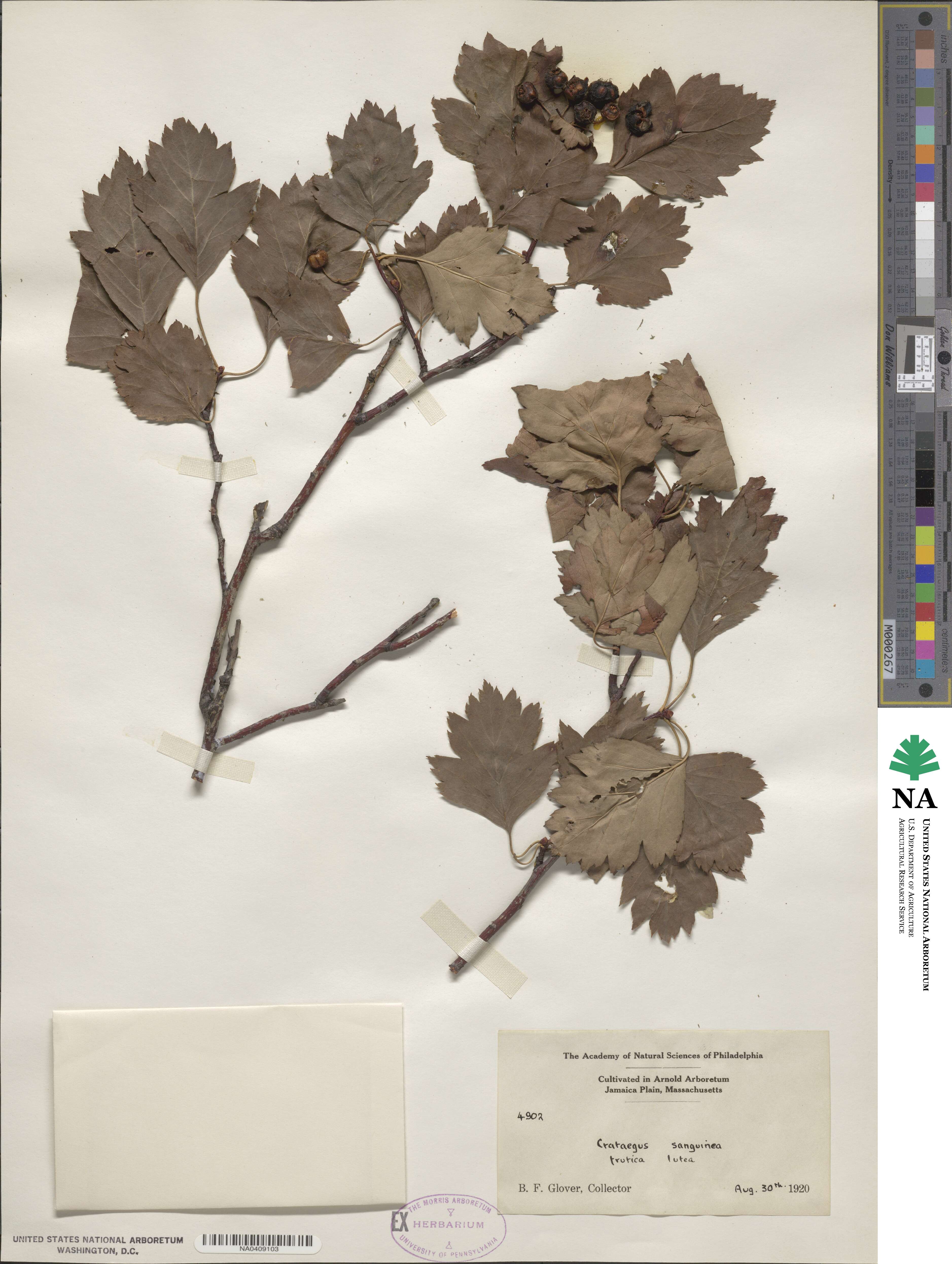 Crataegus sanguinea image