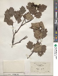 Crataegus sanguinea image