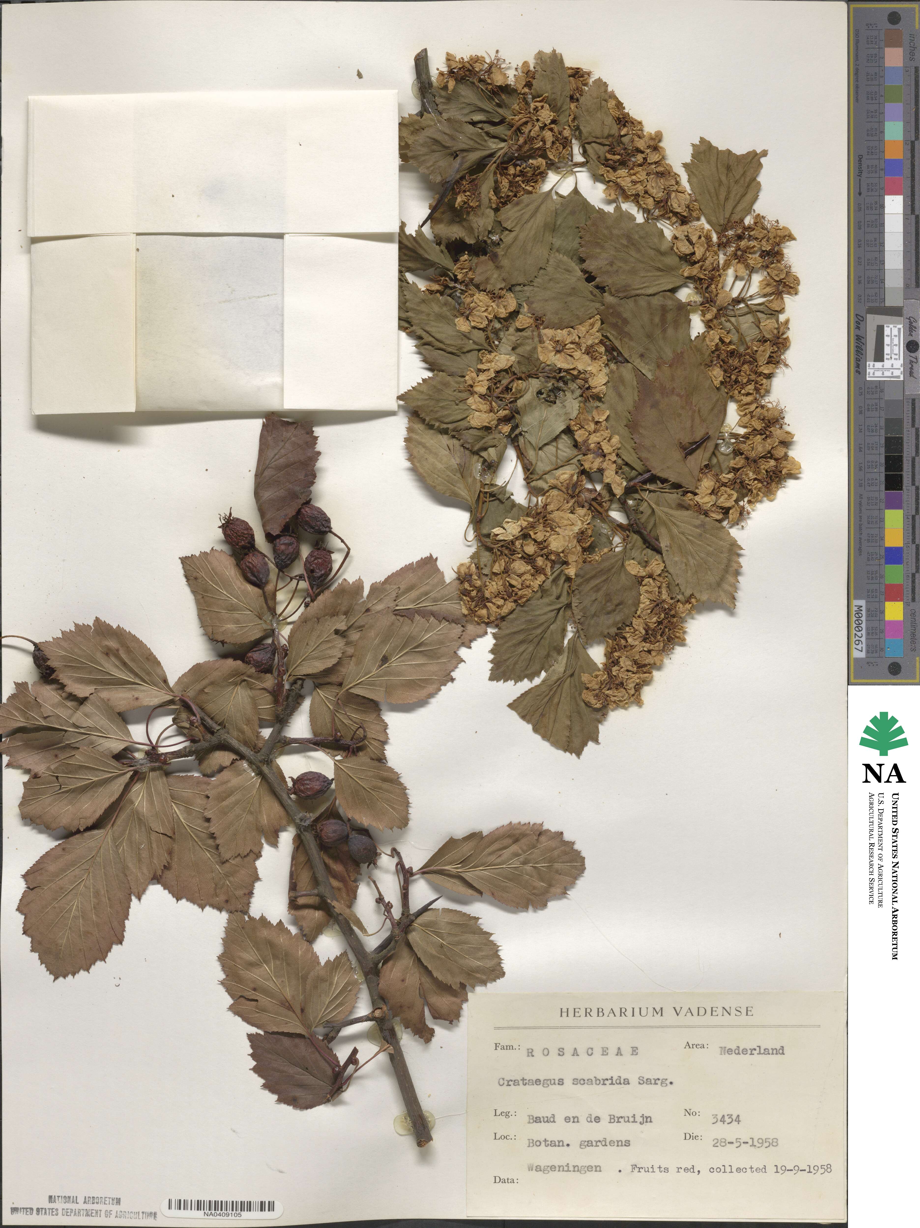 Crataegus scabrida image