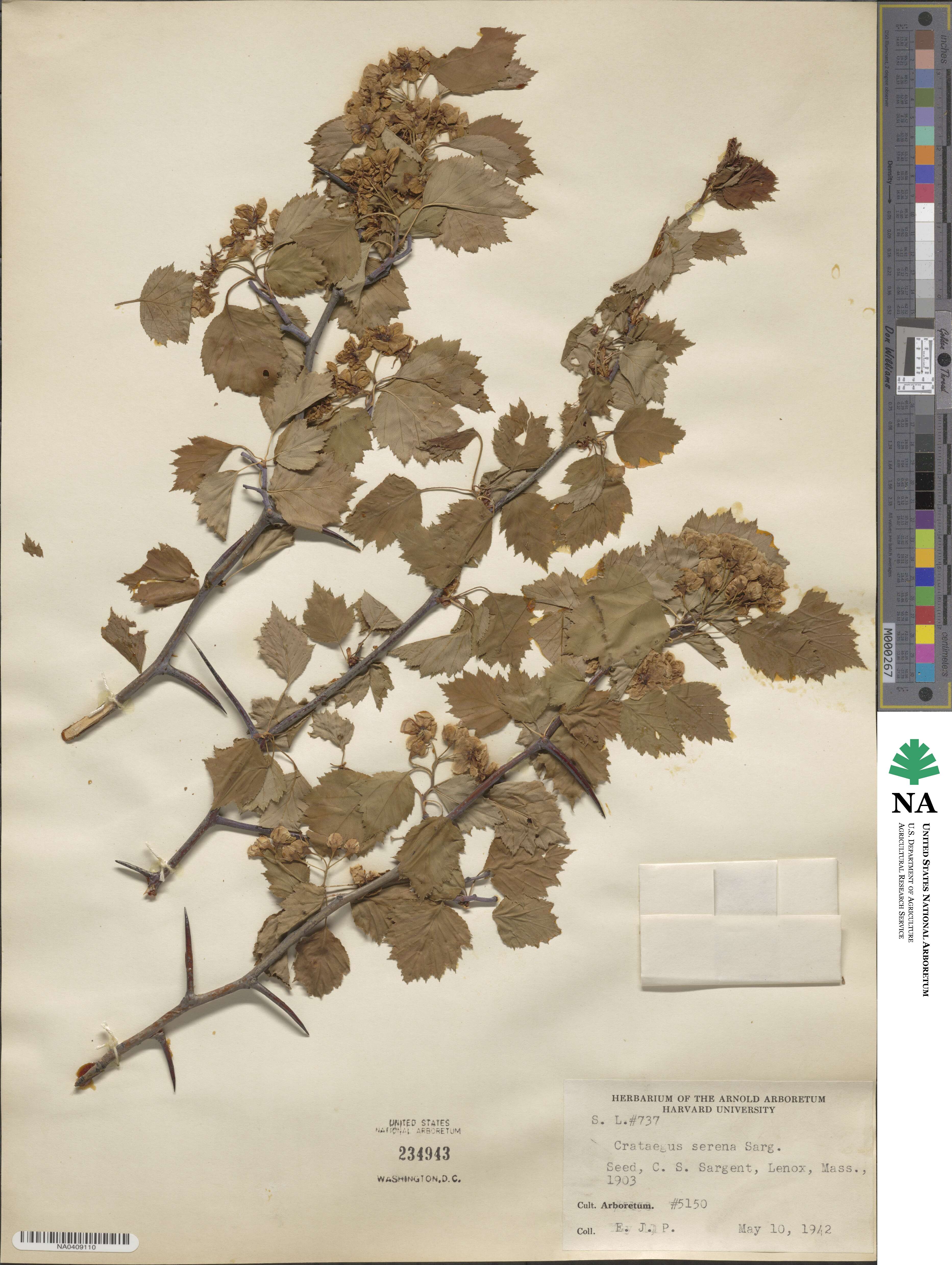 Crataegus serena image