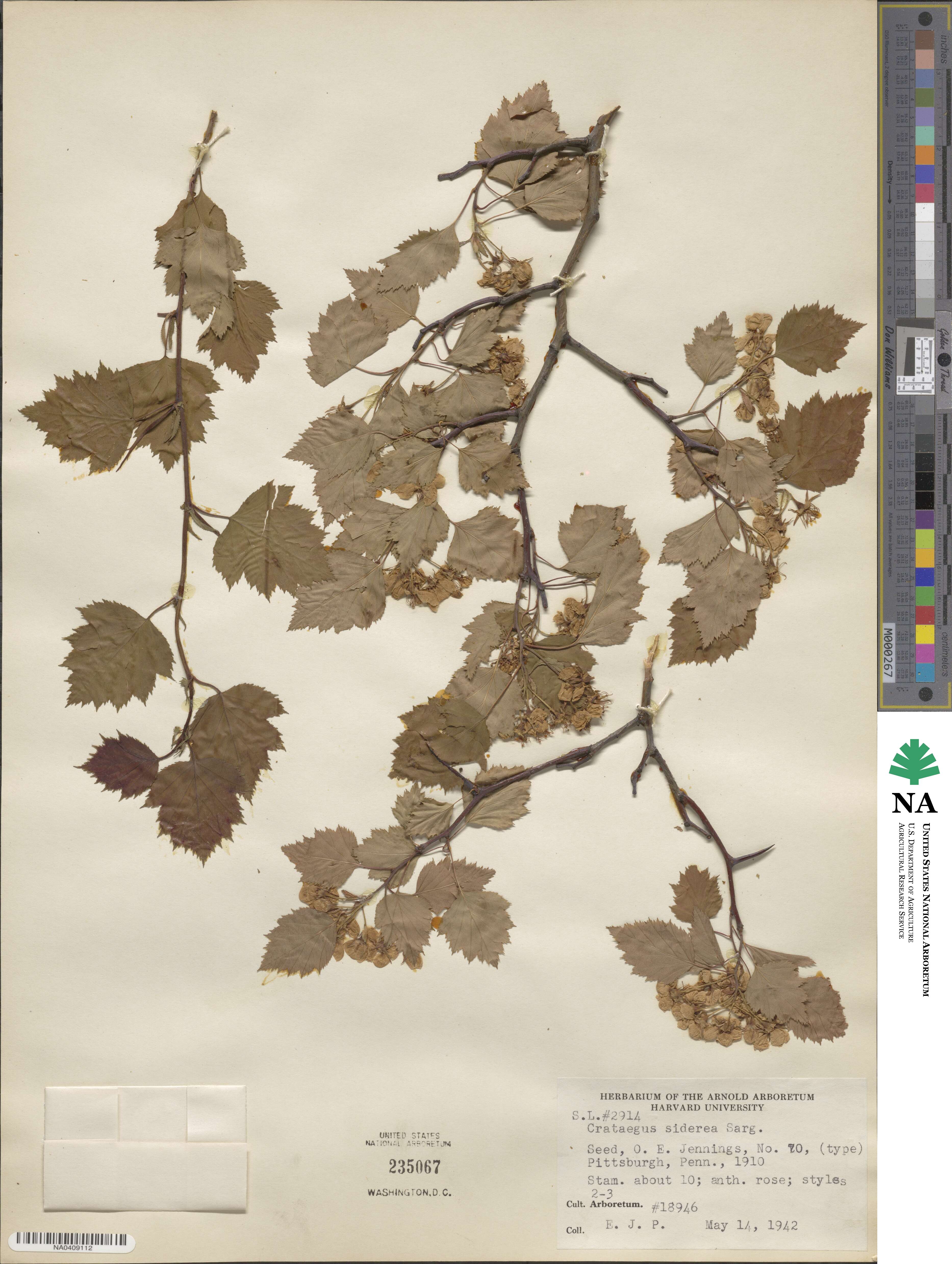 Crataegus siderea image