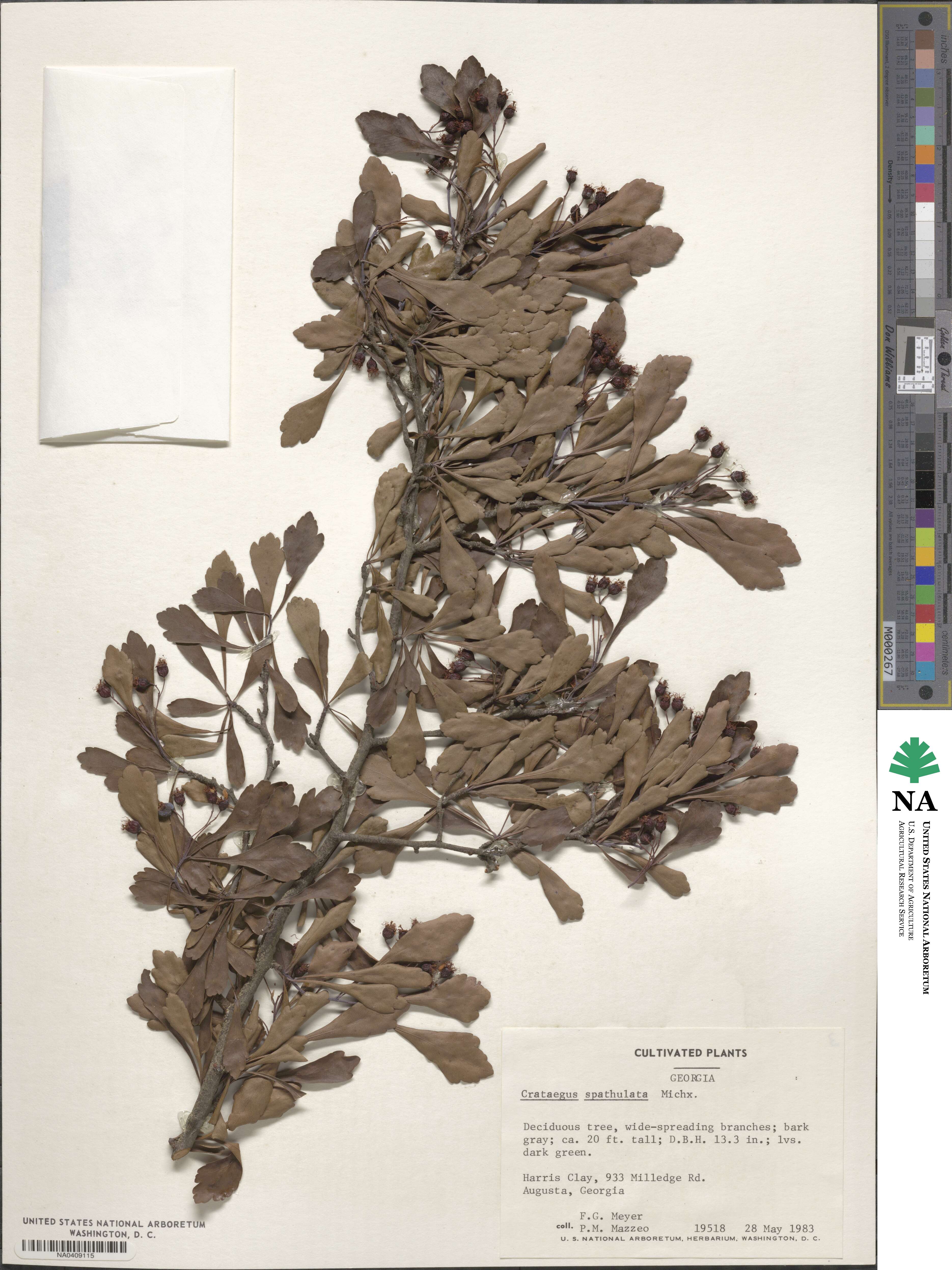 Crataegus spathulata image