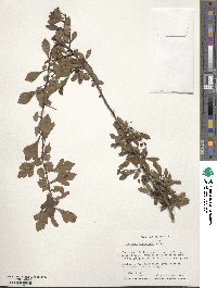 Crataegus spathulata image