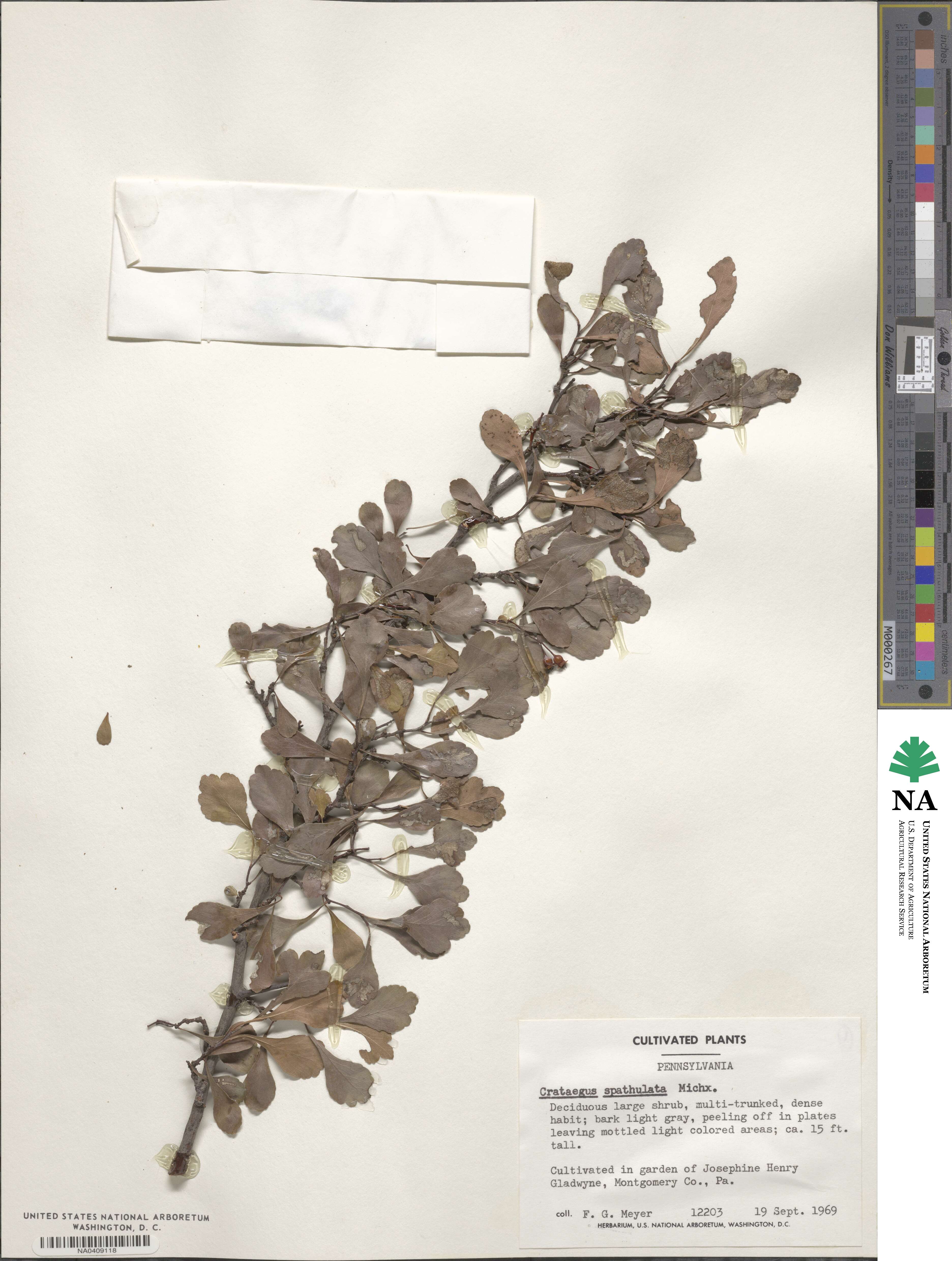 Crataegus spathulata image