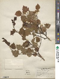 Crataegus iracunda image