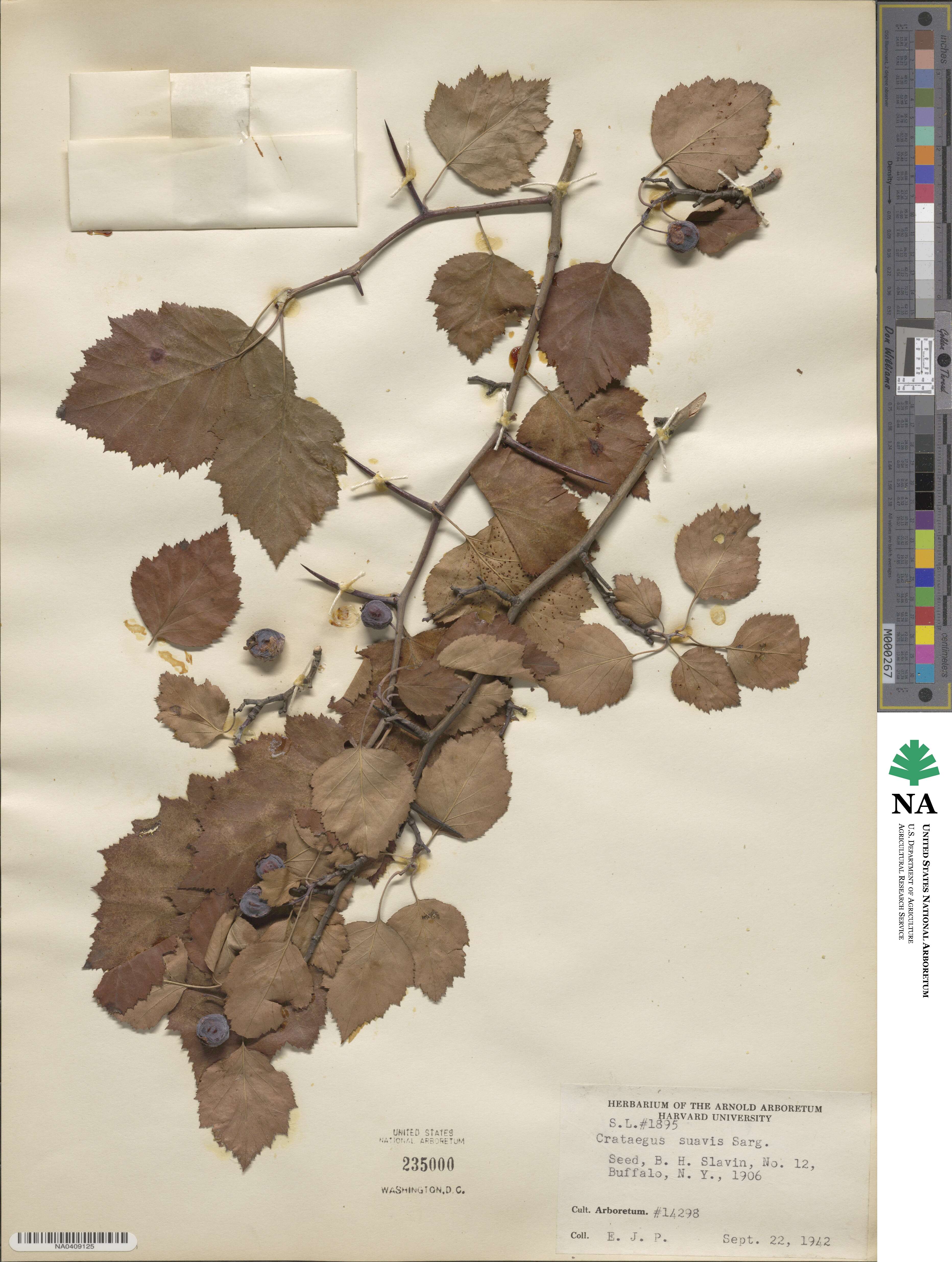 Crataegus suavis image