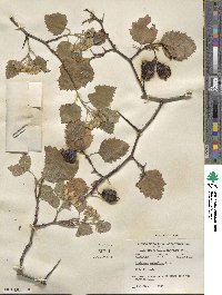 Crataegus submollis image