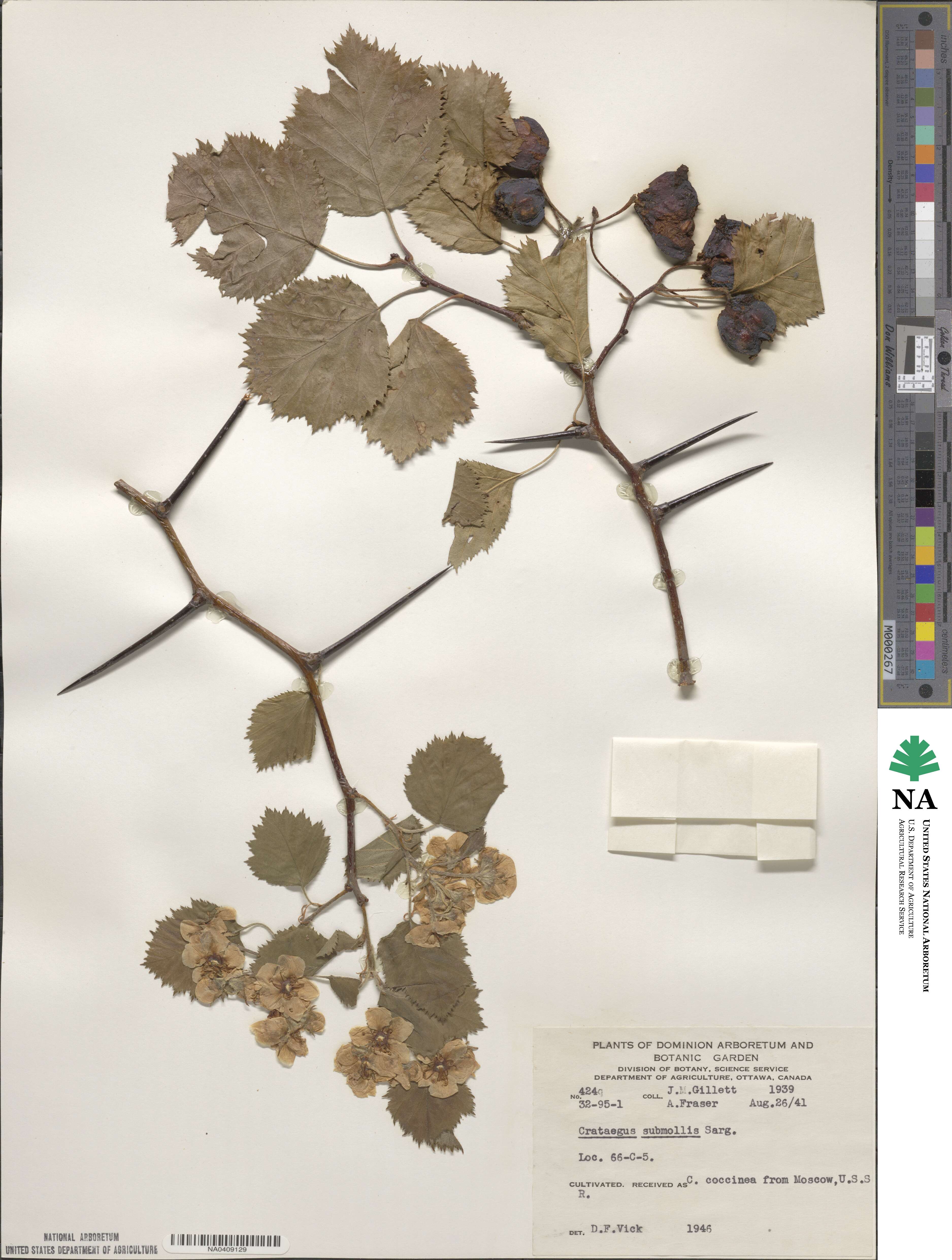 Crataegus submollis image