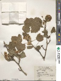 Crataegus submollis image