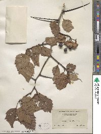 Crataegus submollis image