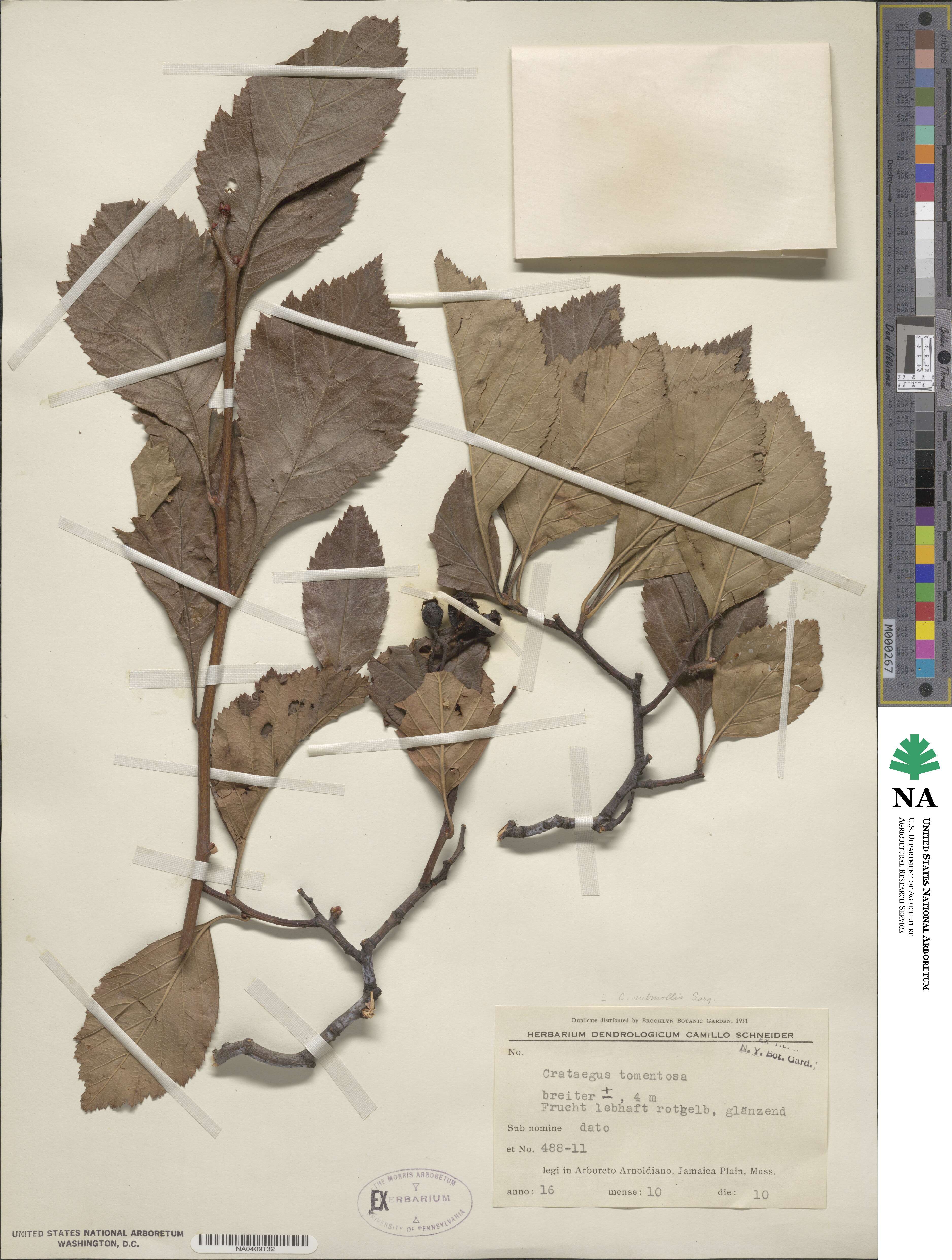 Crataegus submollis image