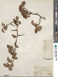 Crataegus suborbiculata image