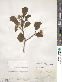 Crataegus tomentosa image