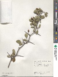 Crataegus uniflora image