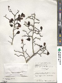 Crataegus uniflora image