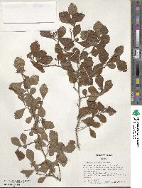 Crataegus uniflora image