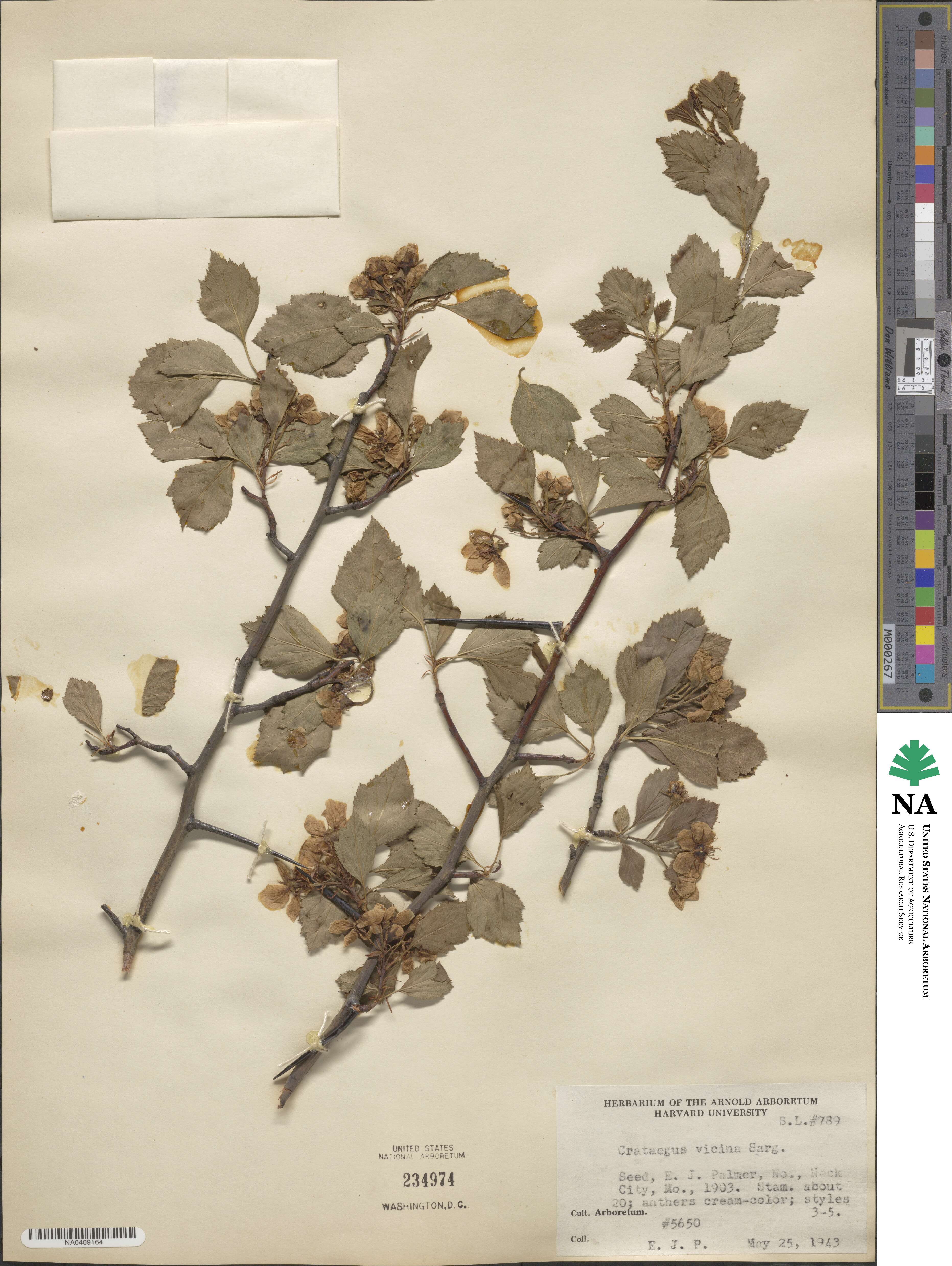 Crataegus vicina image