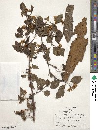 Crataegus viridis image