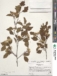 Crataegus viridis image