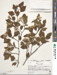 Crataegus viridis image