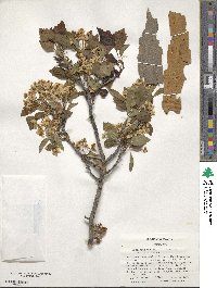 Crataegus viridis image