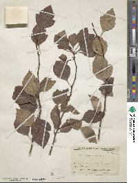 Crataegus viridis image