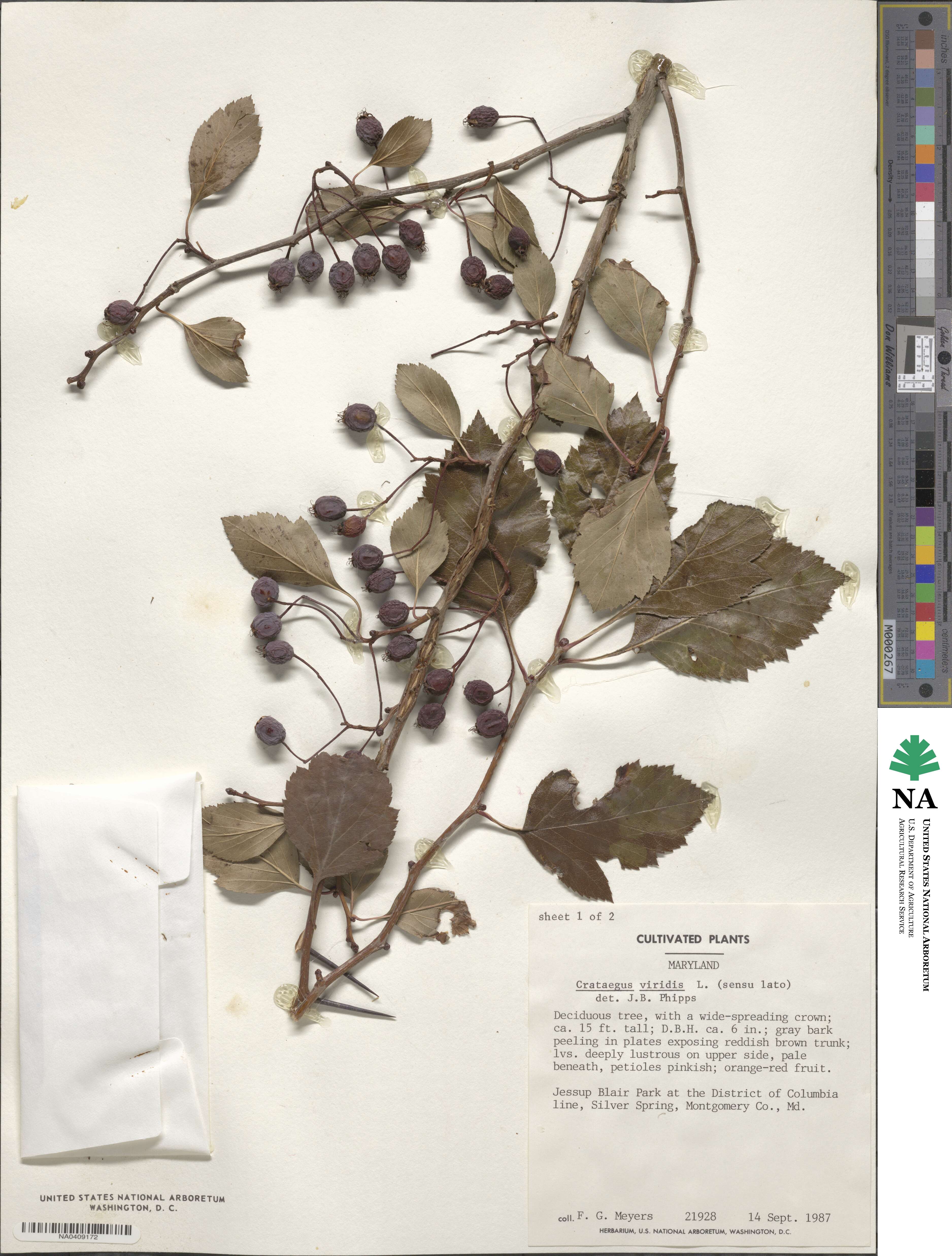 Crataegus viridis image