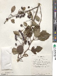 Crataegus viridis image