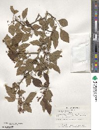 Crataegus viridis image