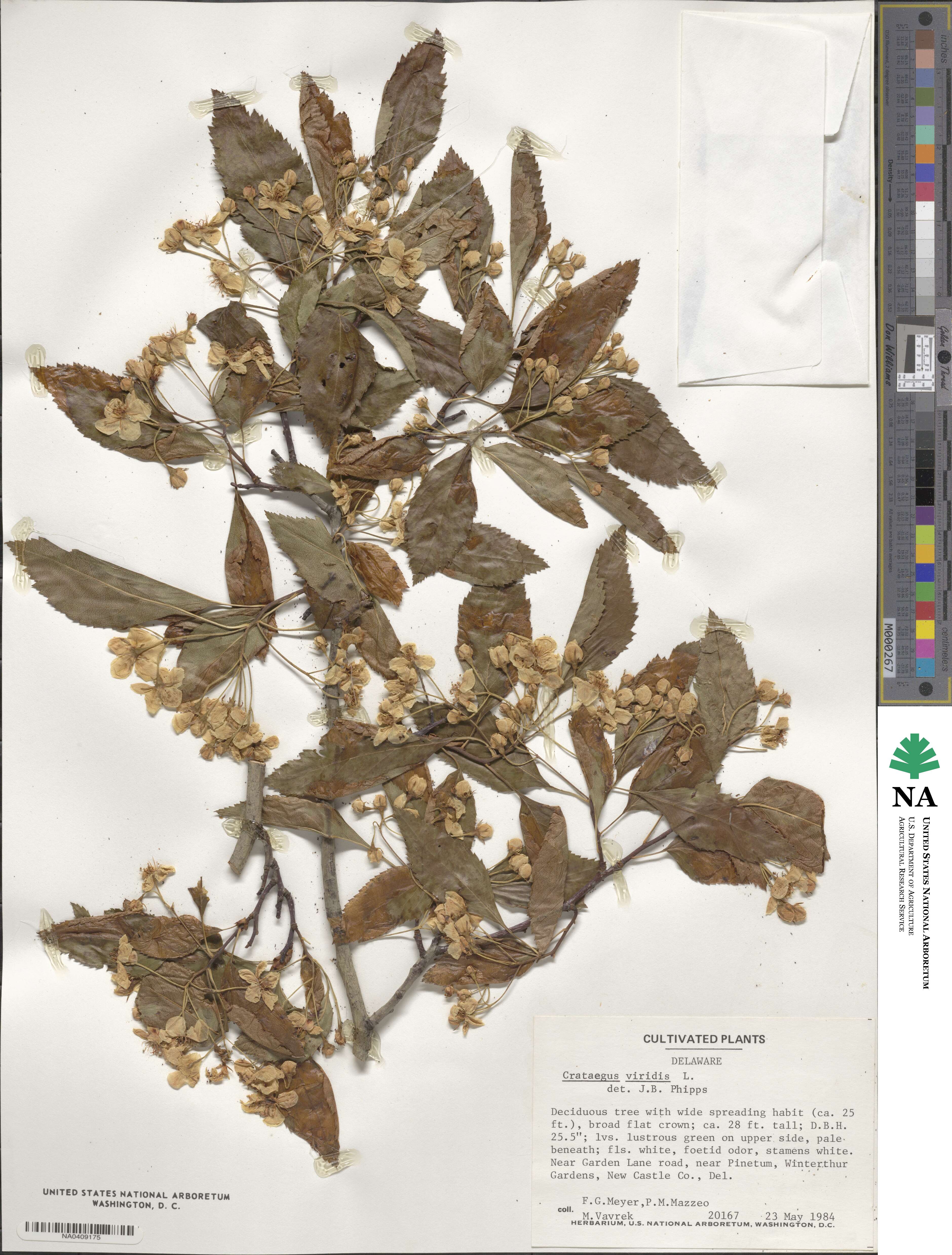 Crataegus viridis image