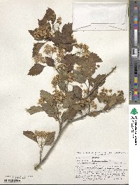 Crataegus viridis image