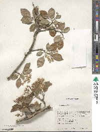 Crataegus viridis image