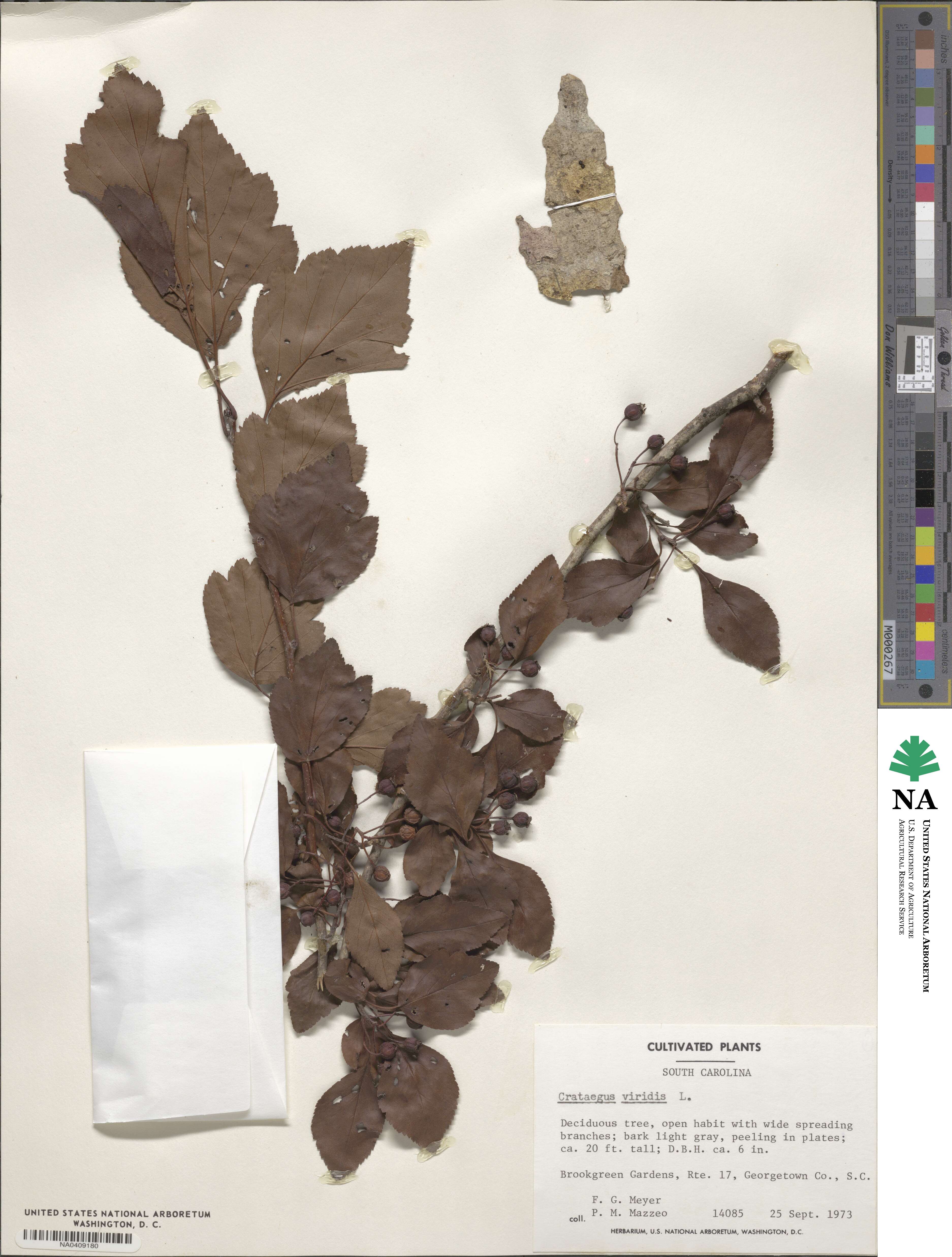 Crataegus viridis image