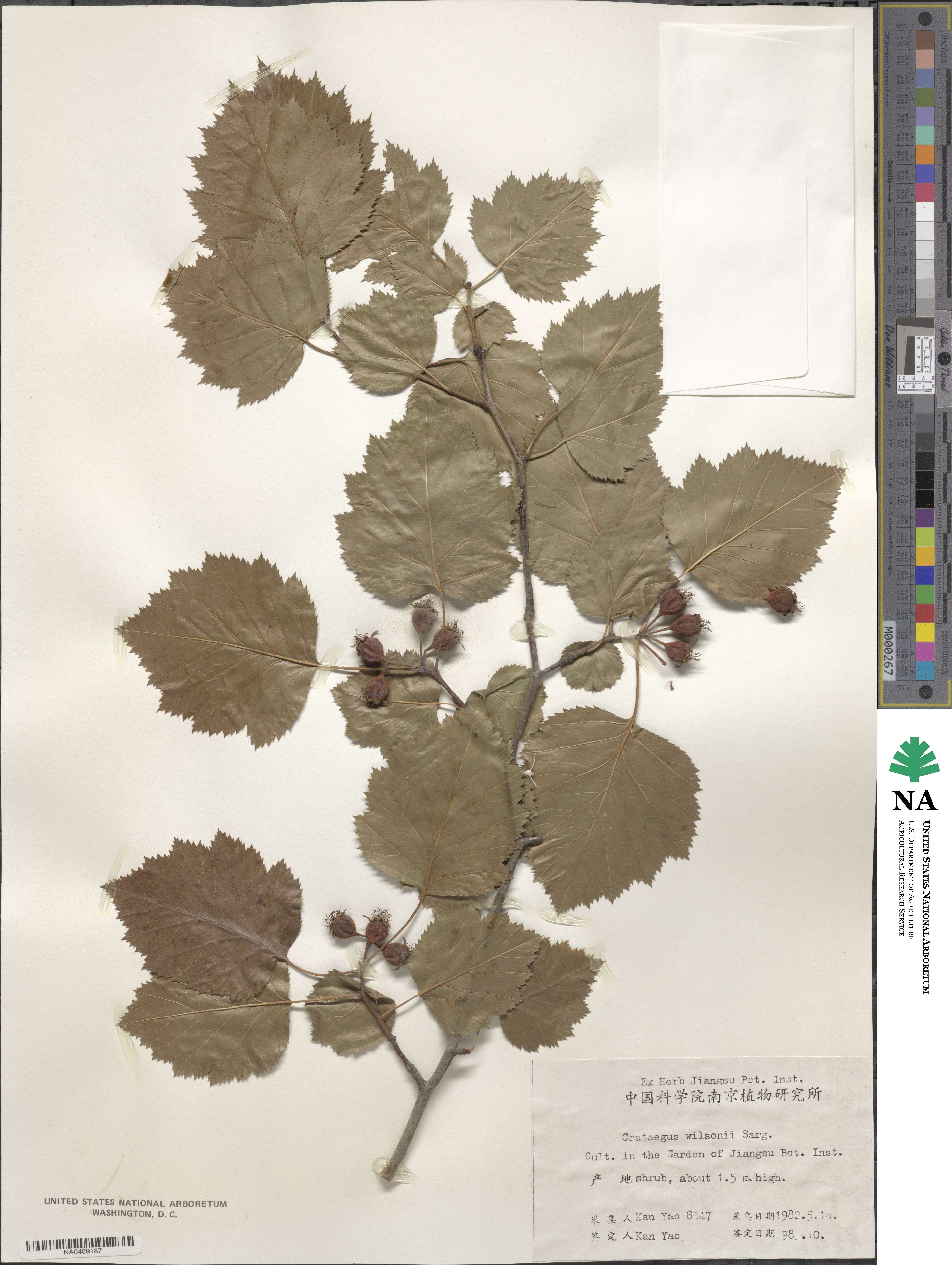 Crataegus wilsonii image