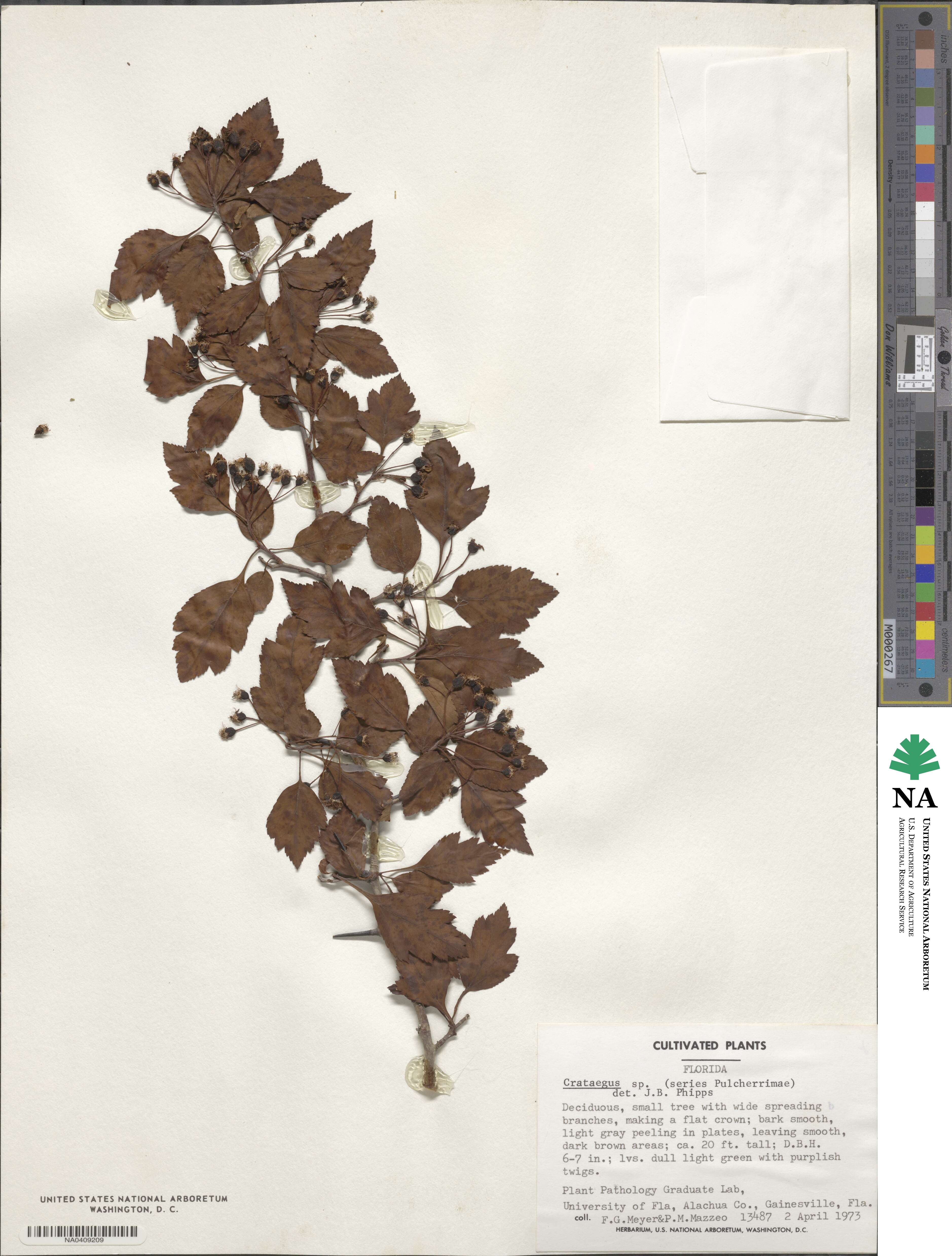 Crataegus image