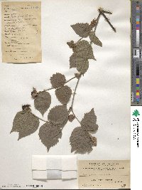 Rhodotypos scandens image