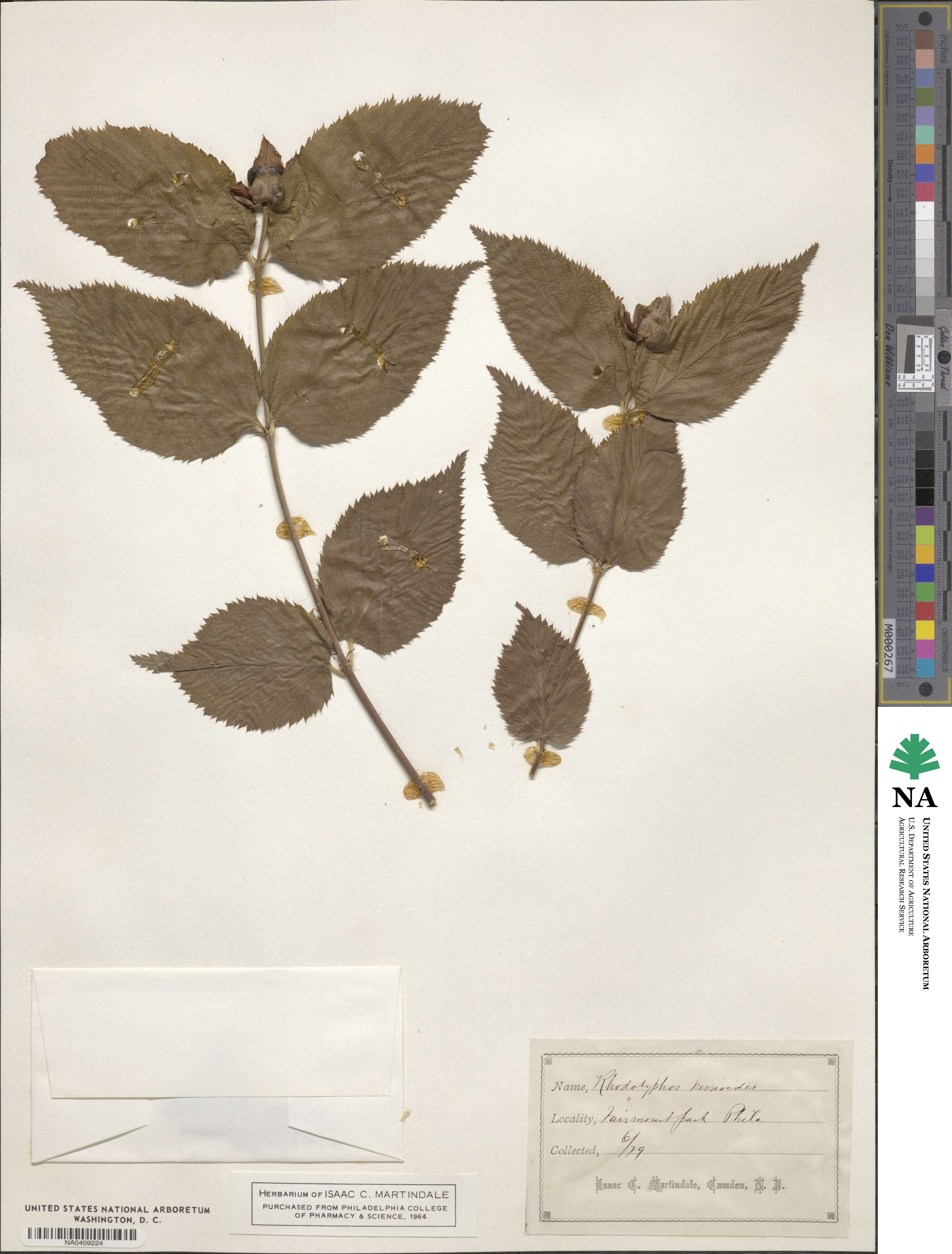 Rhodotypos scandens image