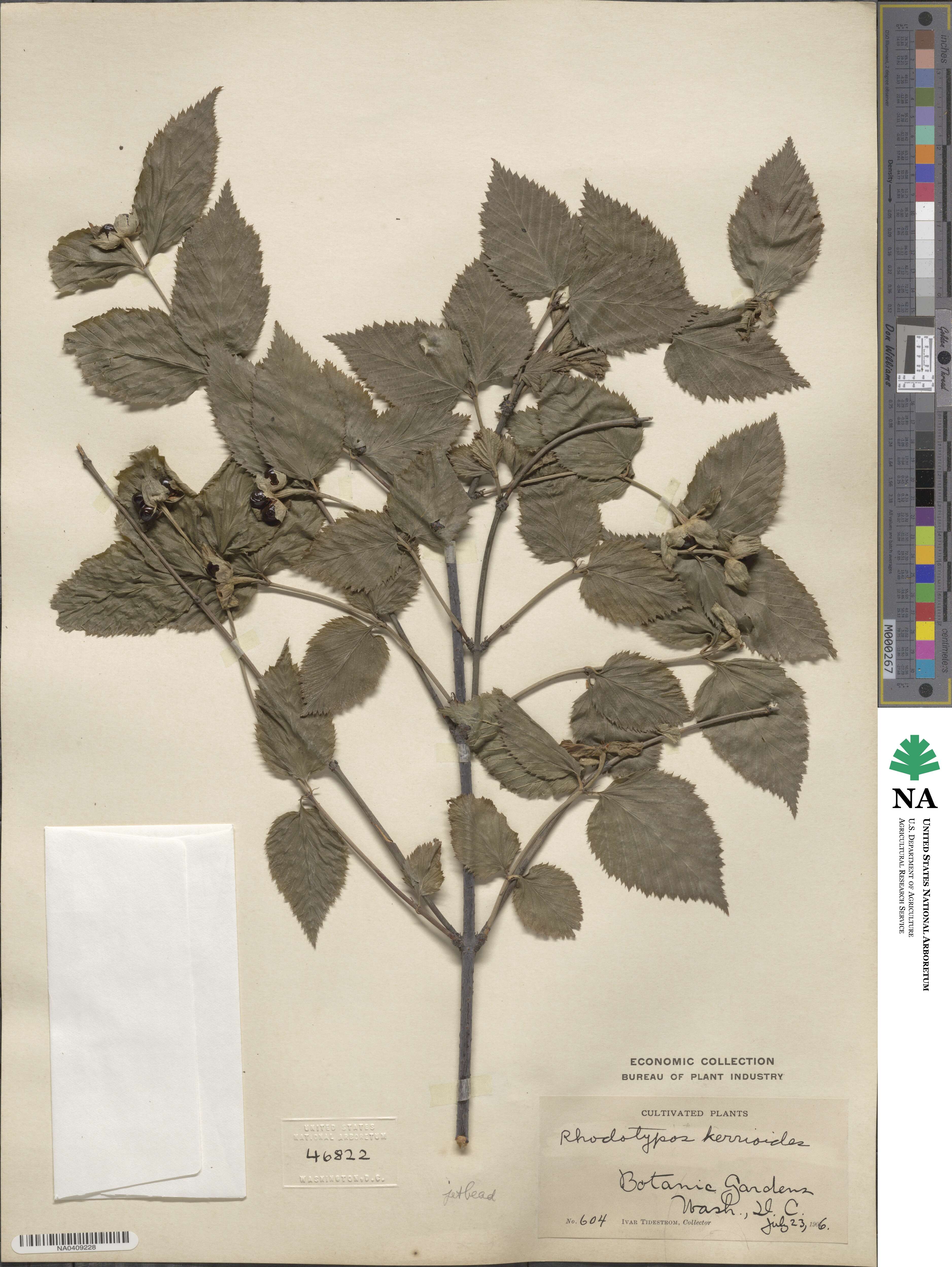 Rhodotypos scandens image