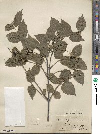 Rhodotypos scandens image