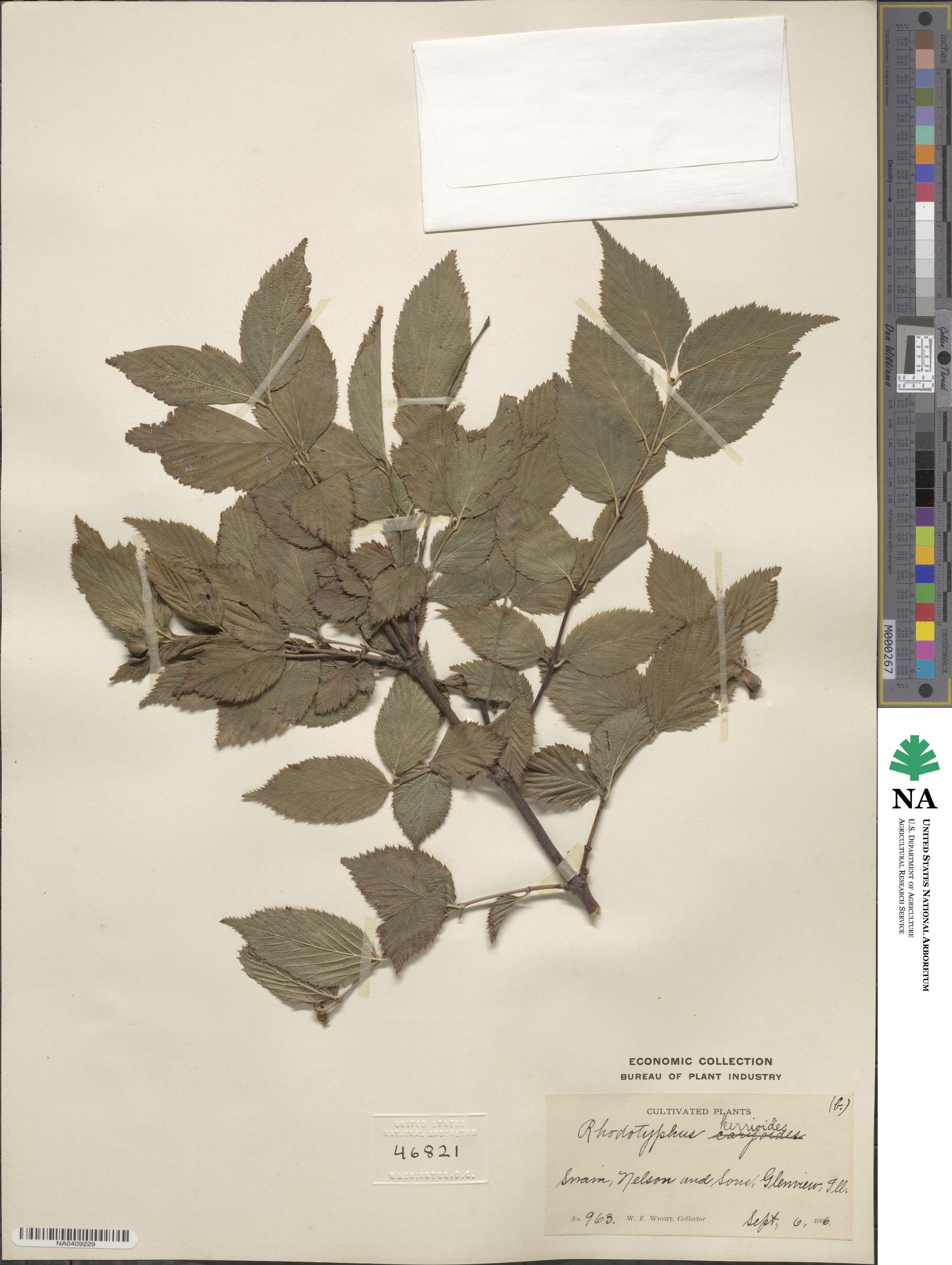 Rhodotypos scandens image