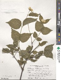 Rhodotypos scandens image