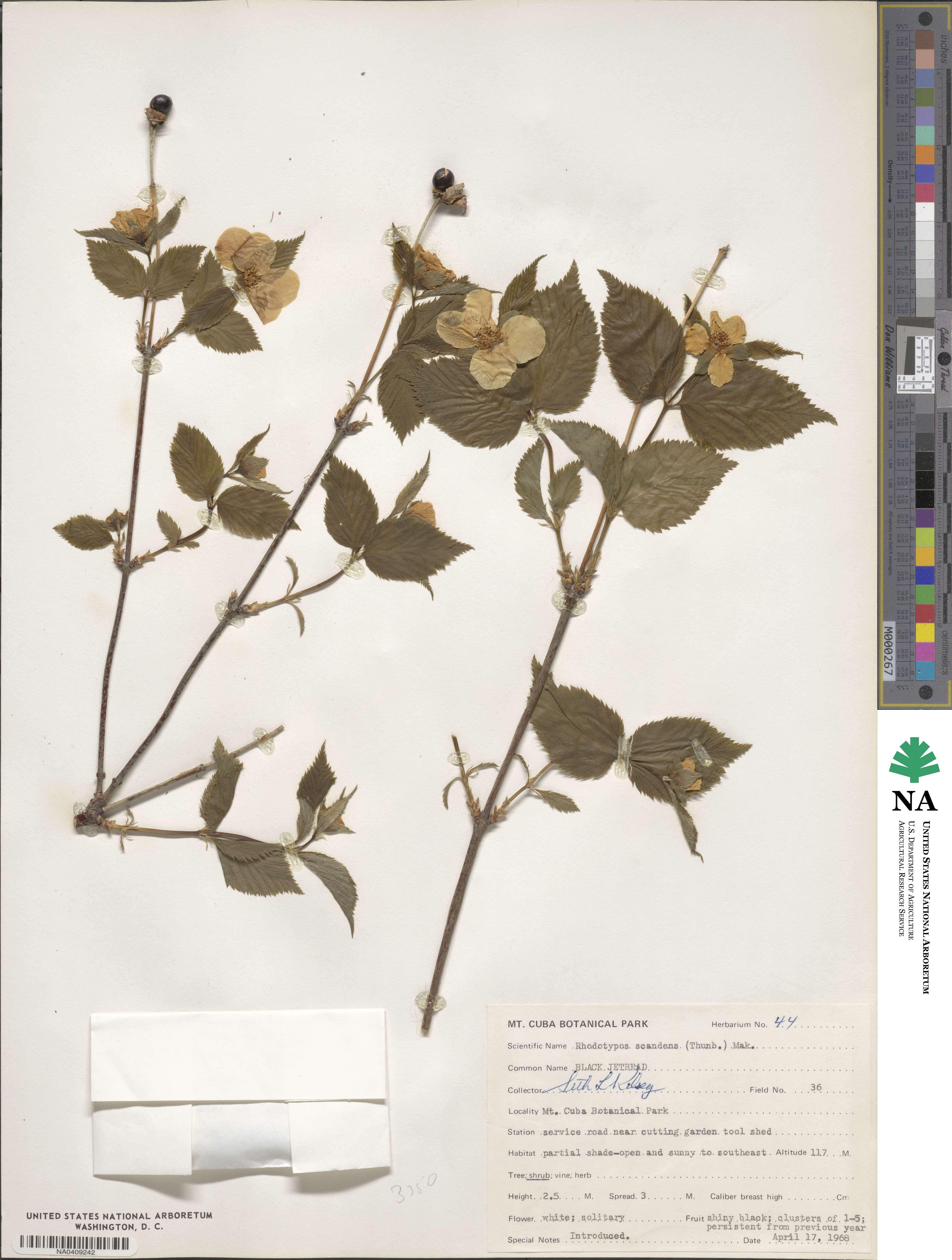 Rhodotypos scandens image