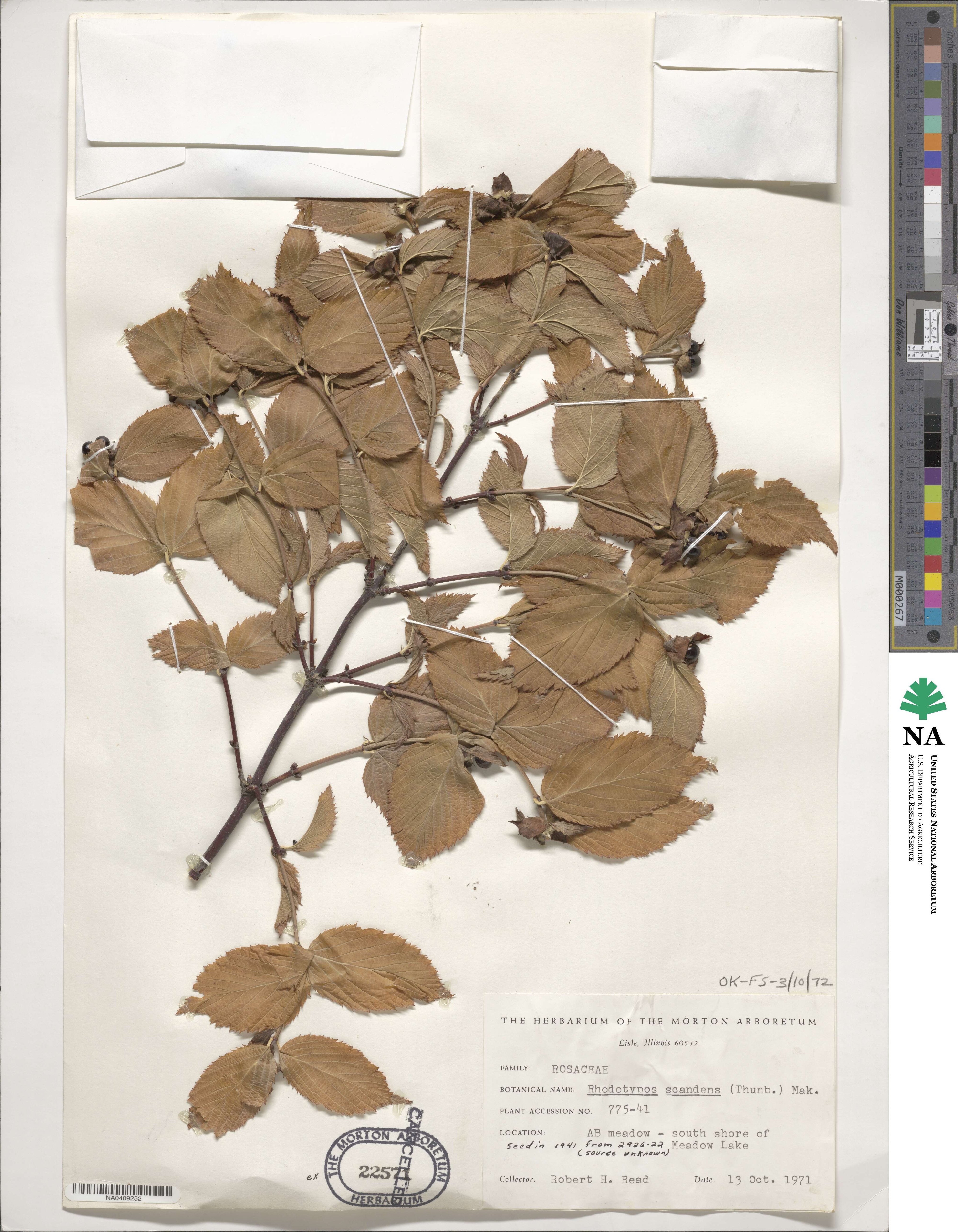 Rhodotypos scandens image