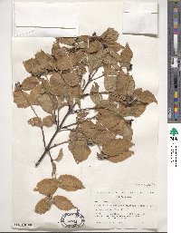 Rhodotypos scandens image